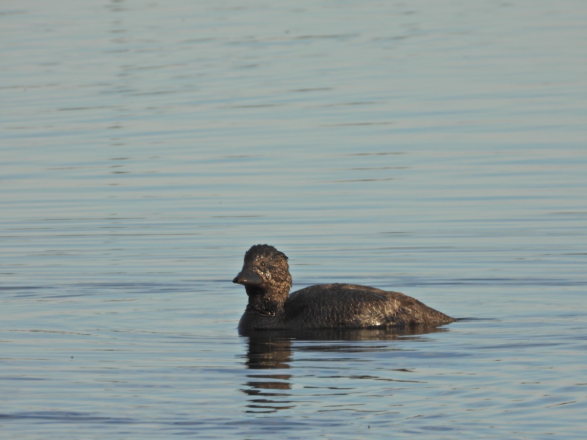 Musk Duck - ML644388816