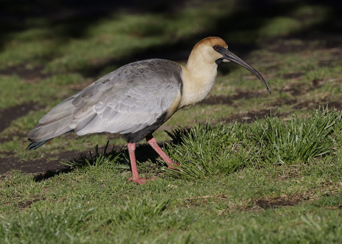 İbikli Sarıca Aynak - ML644388823