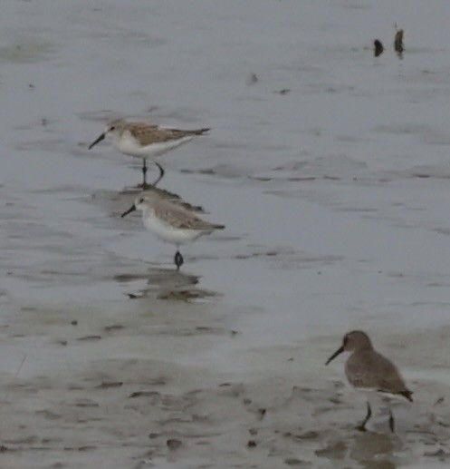 beringsnipe - ML644388827