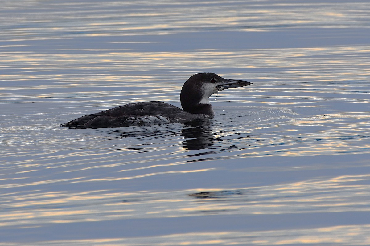 Common Loon - ML644388828