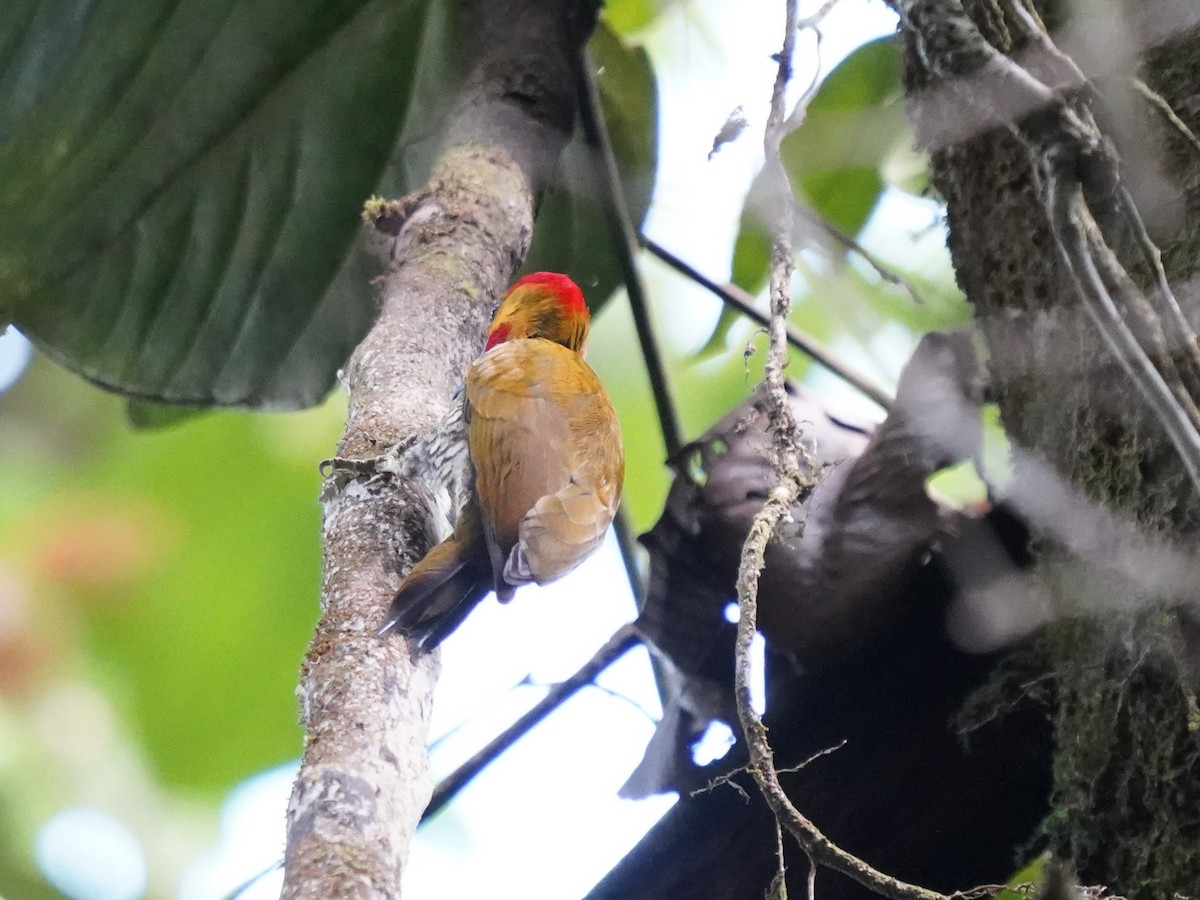 White-throated Woodpecker - ML644388832