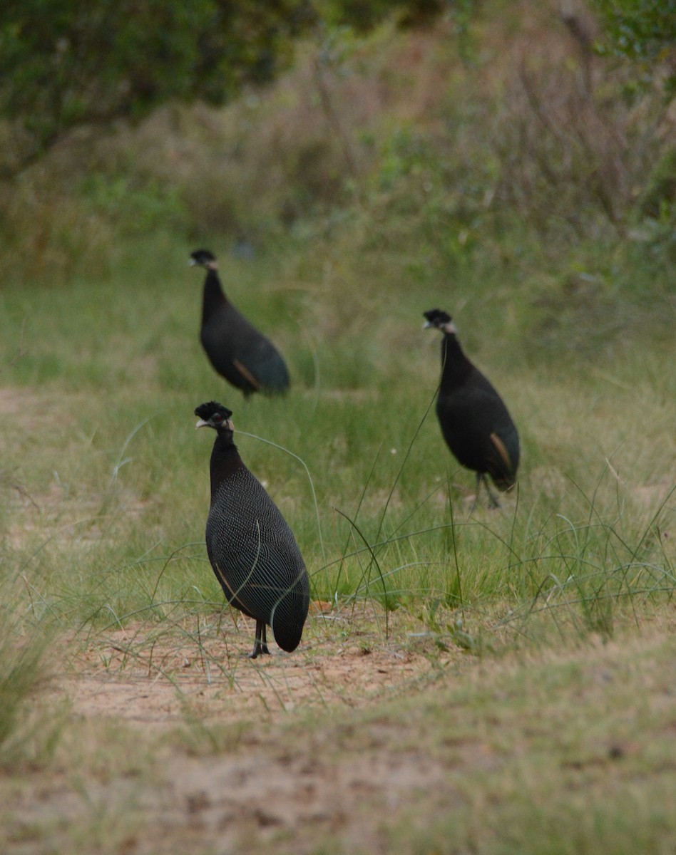 Southern Crested Guineafowl - ML644388833