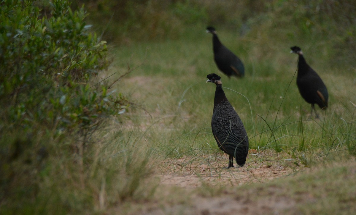 Southern Crested Guineafowl - ML644388834