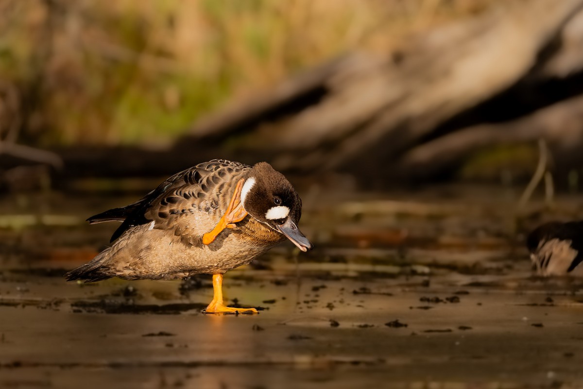 kachna bronzovokřídlá - ML644388840