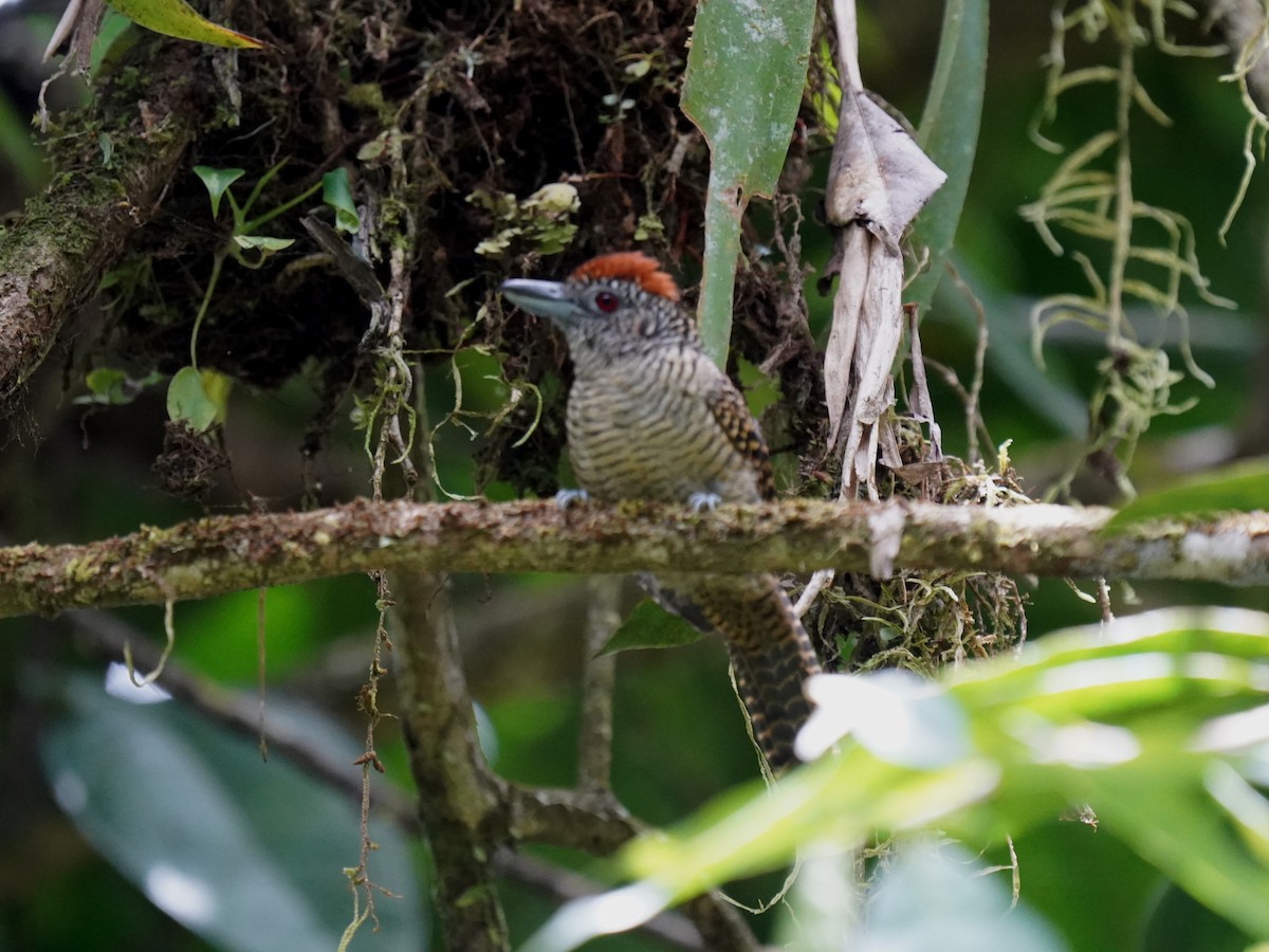 Fasciated Antshrike - ML644388857