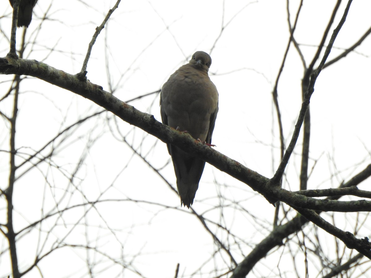 Eared Dove - ML644388858