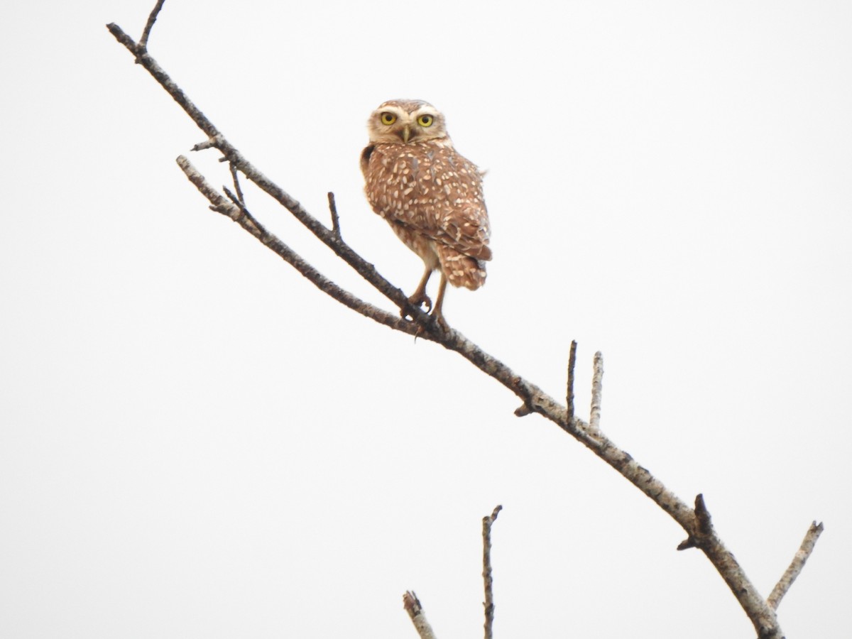 Burrowing Owl - ML644388865