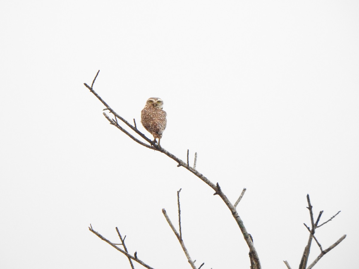 Burrowing Owl - ML644388866