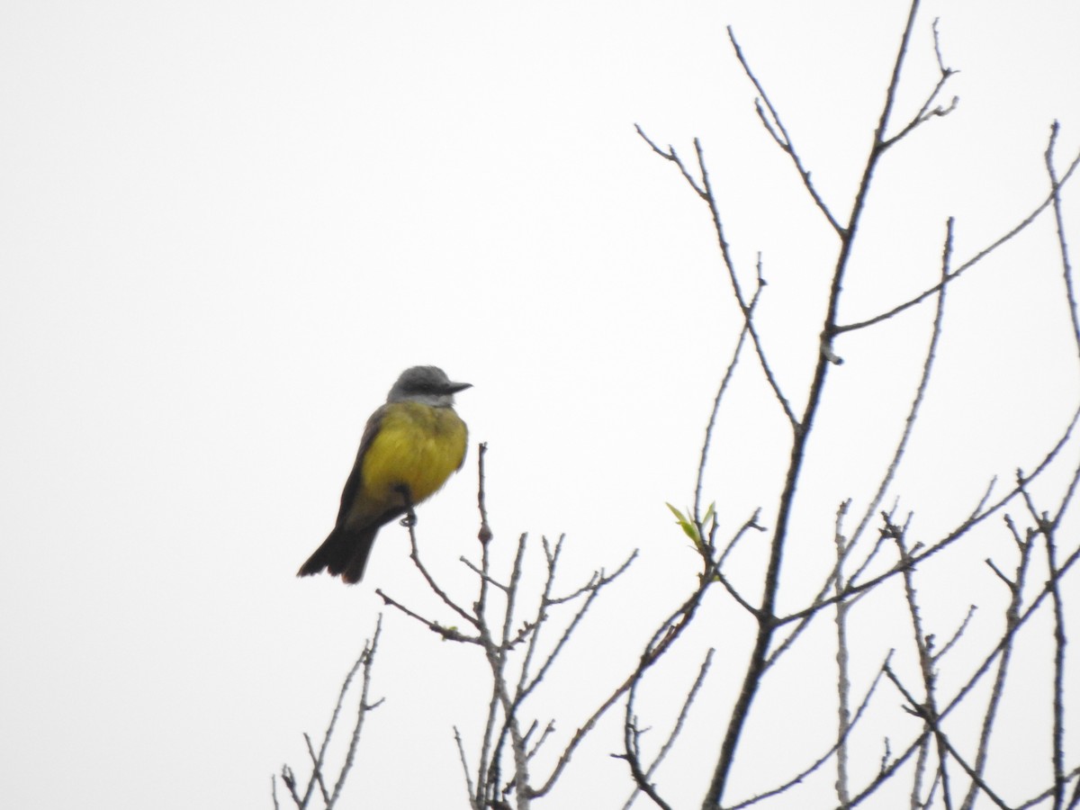 Tropical Kingbird - ML644388878