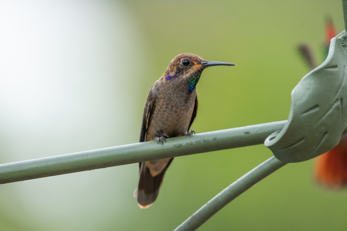 brunkolibri - ML644388879