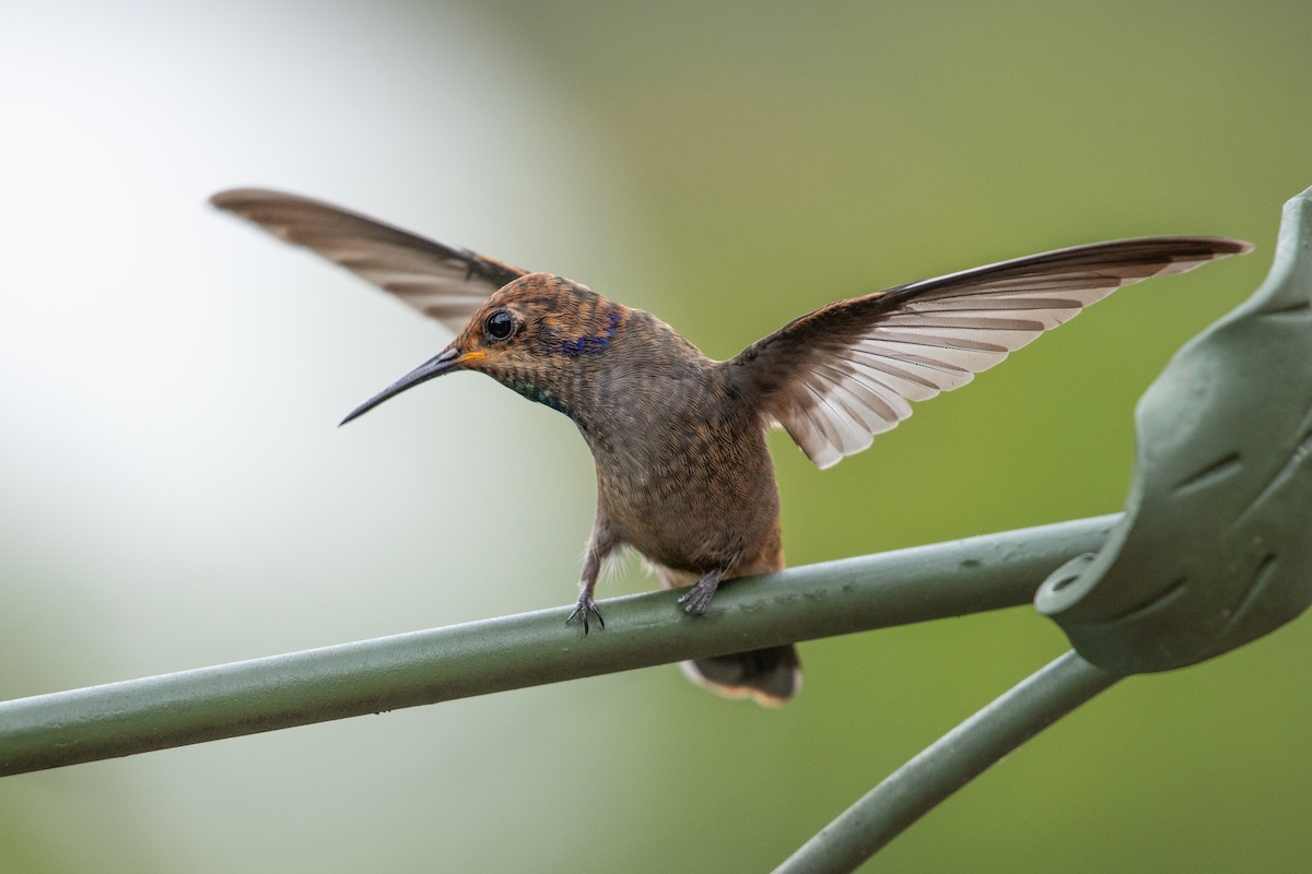 brunkolibri - ML644388880