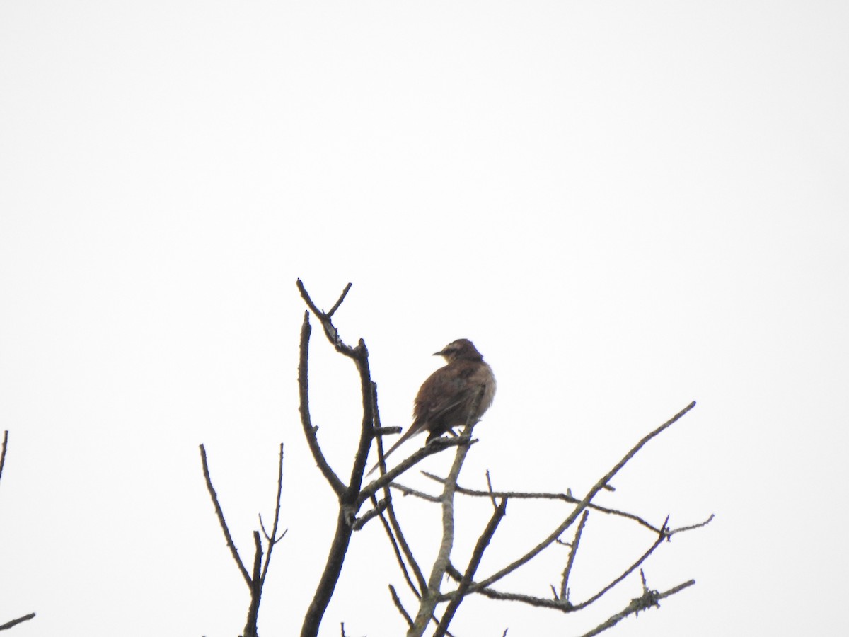 Chalk-browed Mockingbird - ML644388882