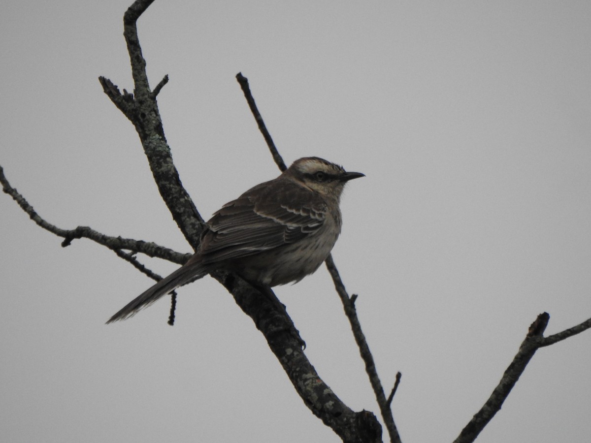 Chalk-browed Mockingbird - ML644388883