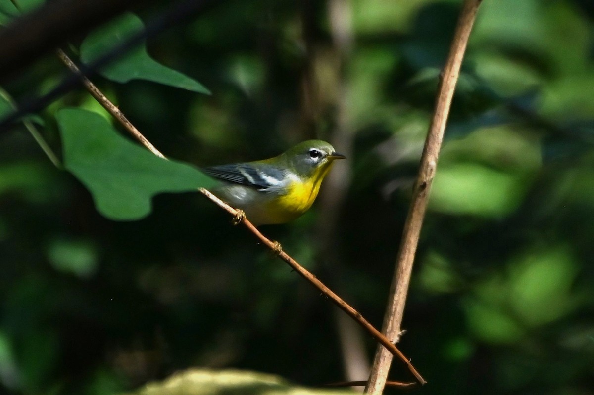 Northern Parula - ML644388889