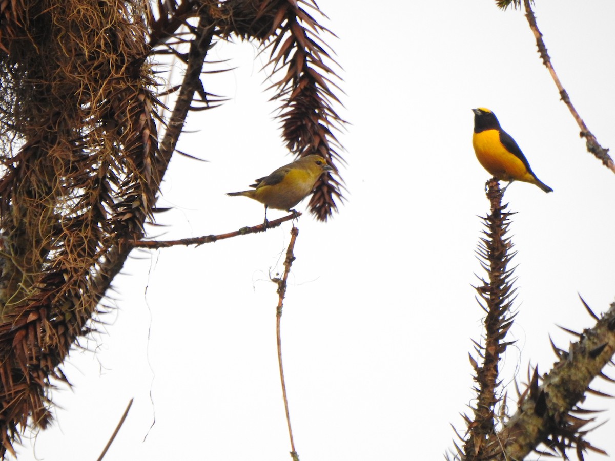 Purple-throated Euphonia - ML644388891