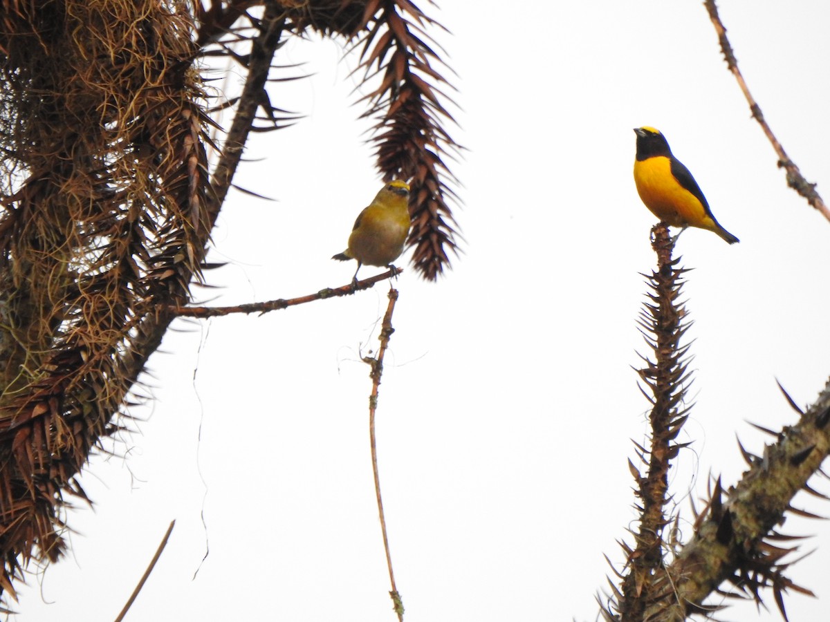 Purple-throated Euphonia - ML644388892