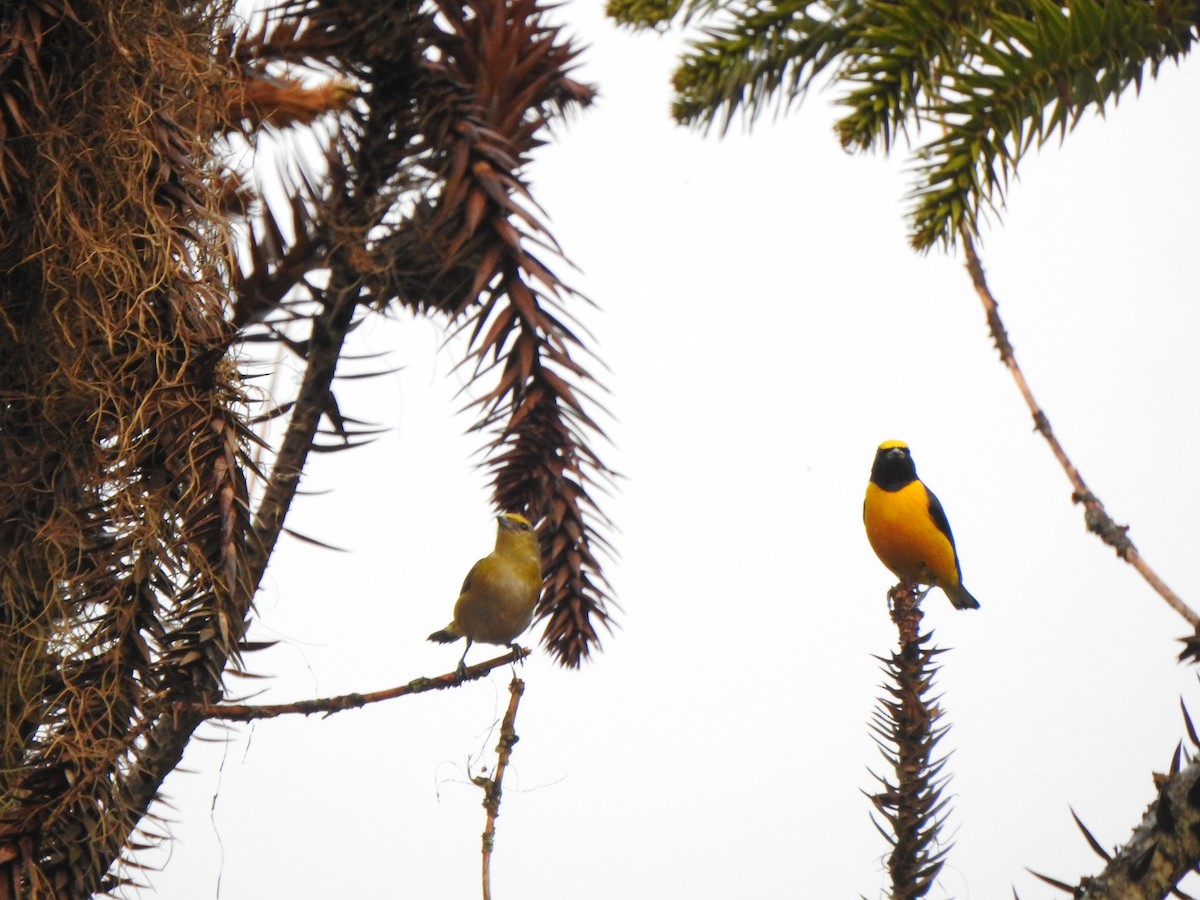 Purple-throated Euphonia - ML644388893