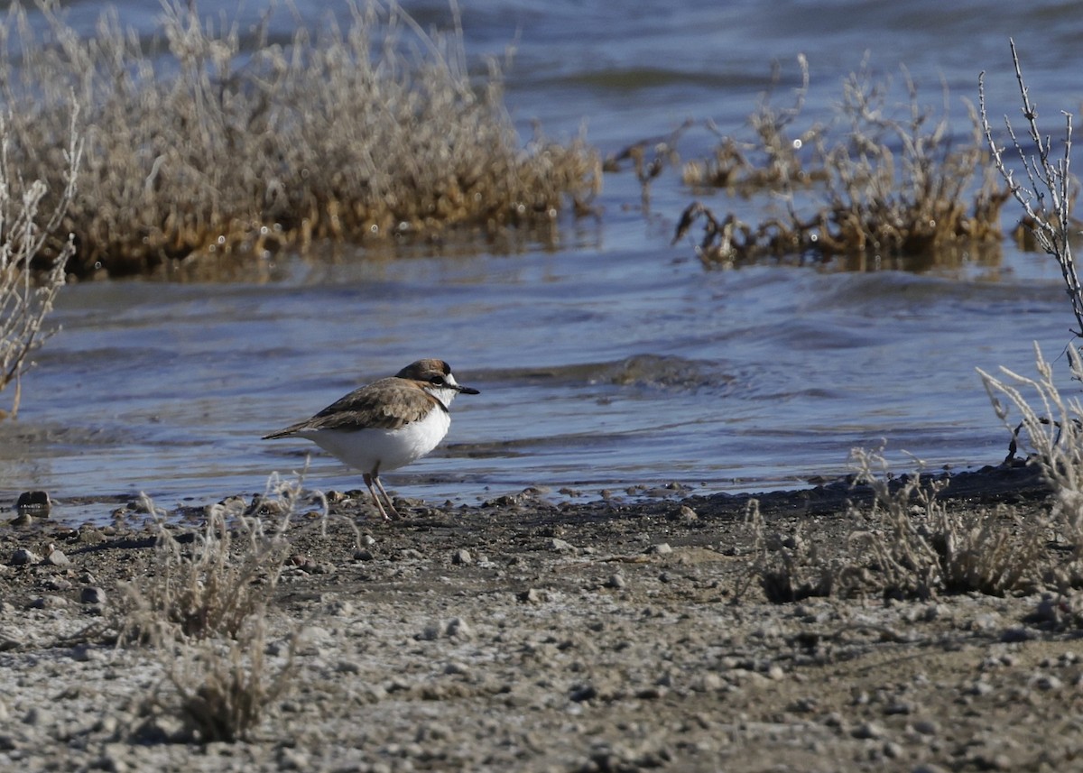 クロオビチドリ - ML644388895