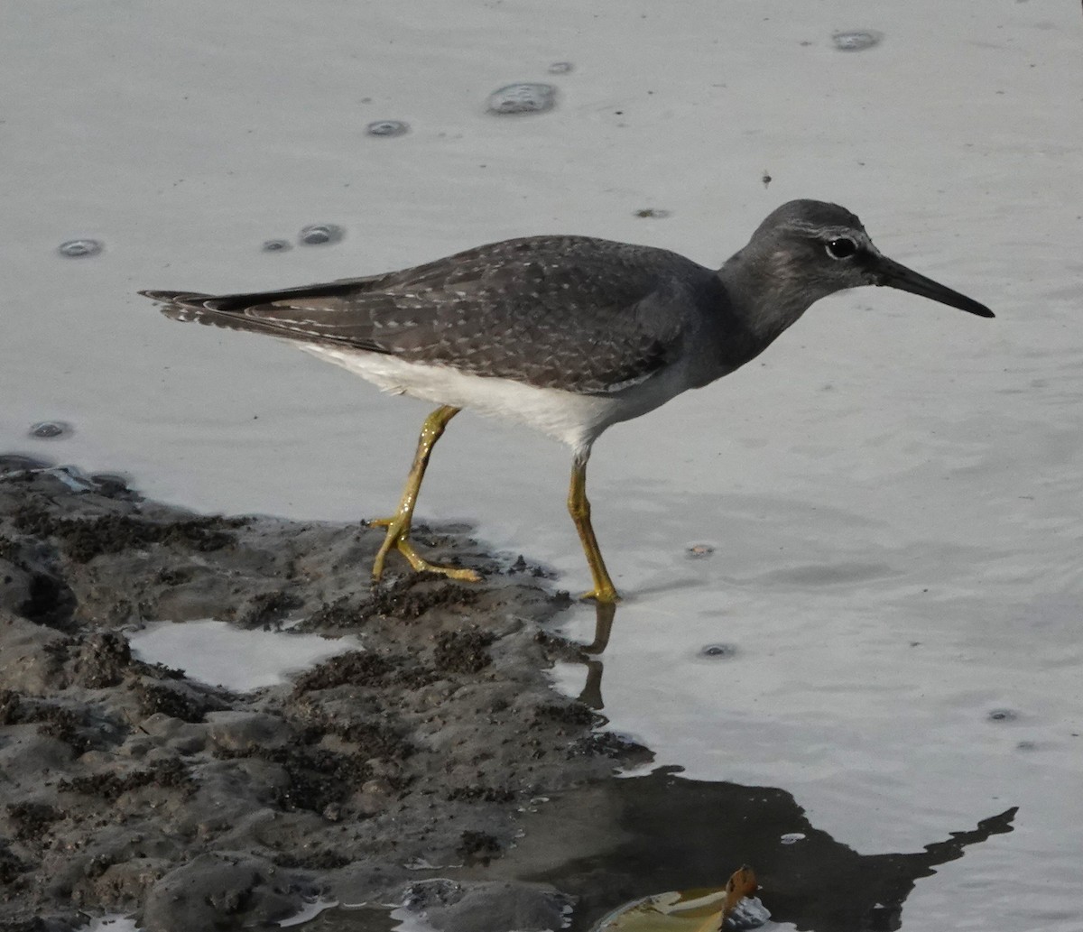Gray-tailed Tattler - ML644388906