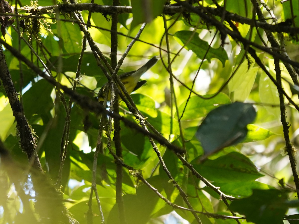 Болотянка строкатовола - ML644388907