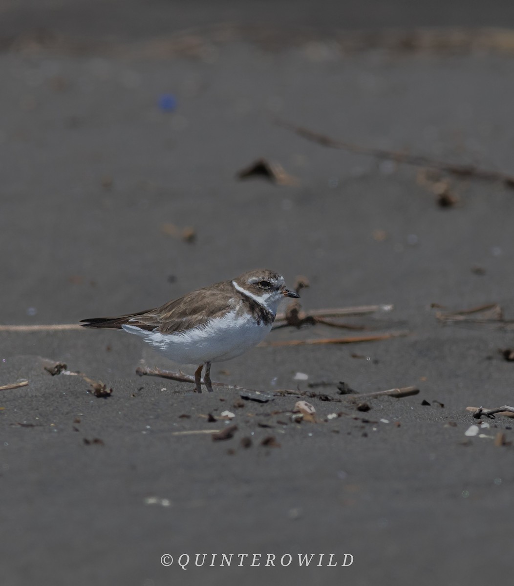Semipalmated Plover - ML644388908