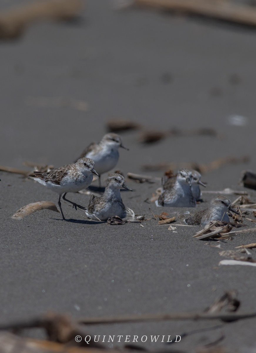 jespák srostloprstý - ML644388912