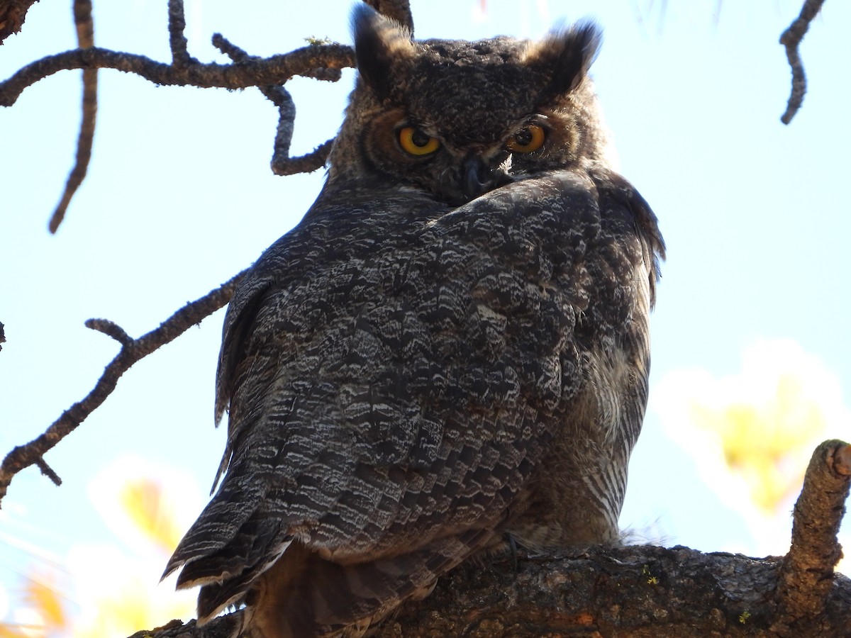 Great Horned Owl - ML644388919