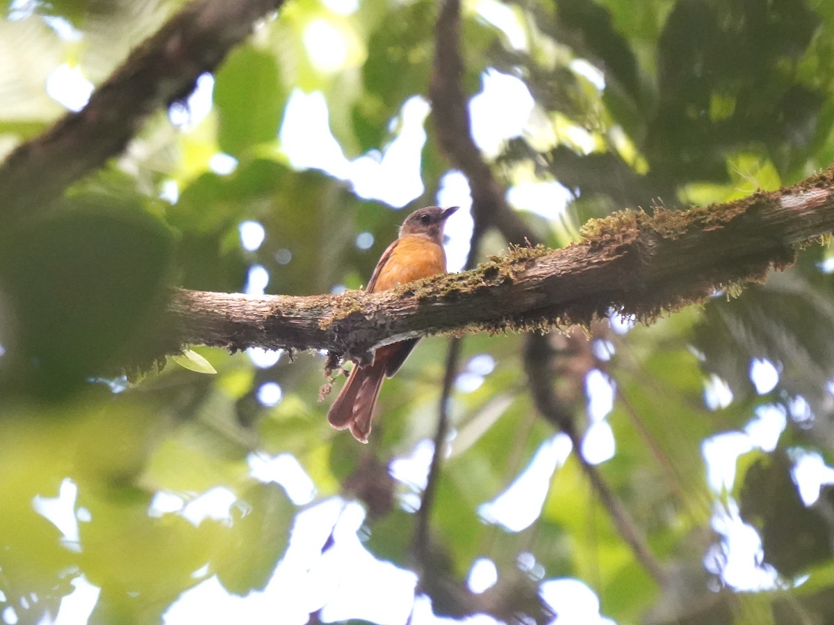 Fulvous Shrike-Tanager - ML644388924