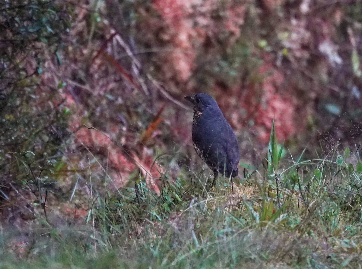 skjellmaurpitta - ML644388928