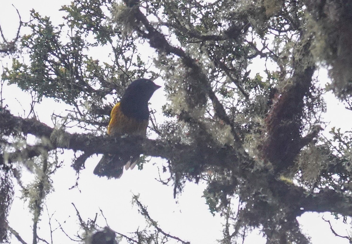 Golden-backed Mountain Tanager - ML644388934