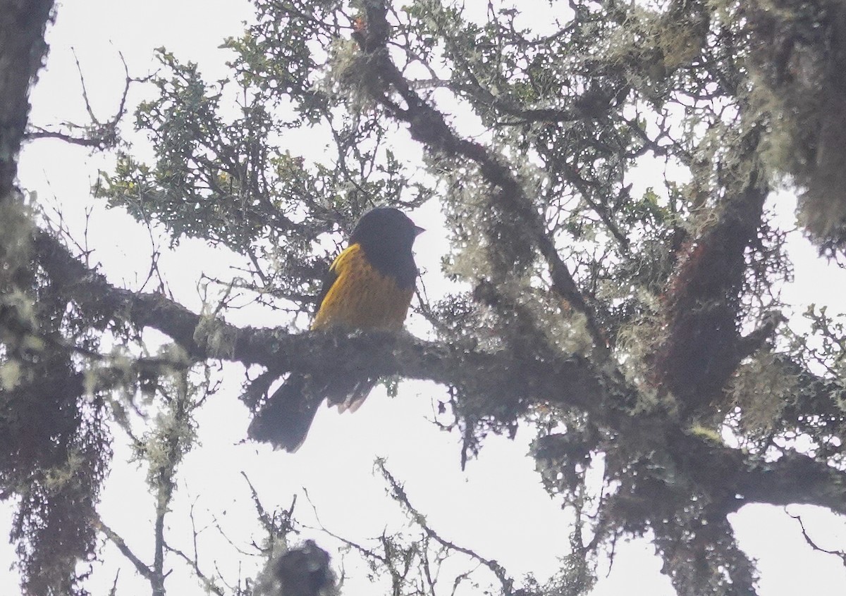 Golden-backed Mountain Tanager - ML644388935