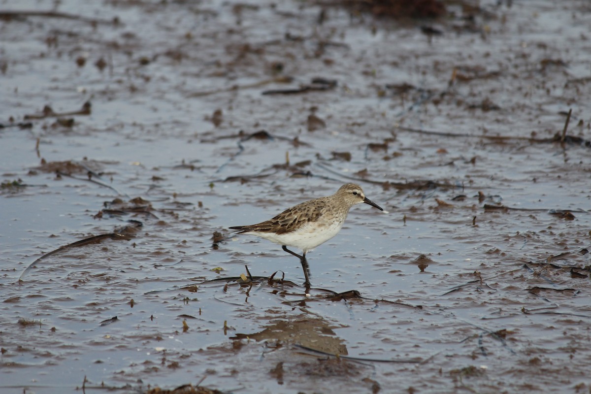 White-rumped Sandpiper - ML644388940