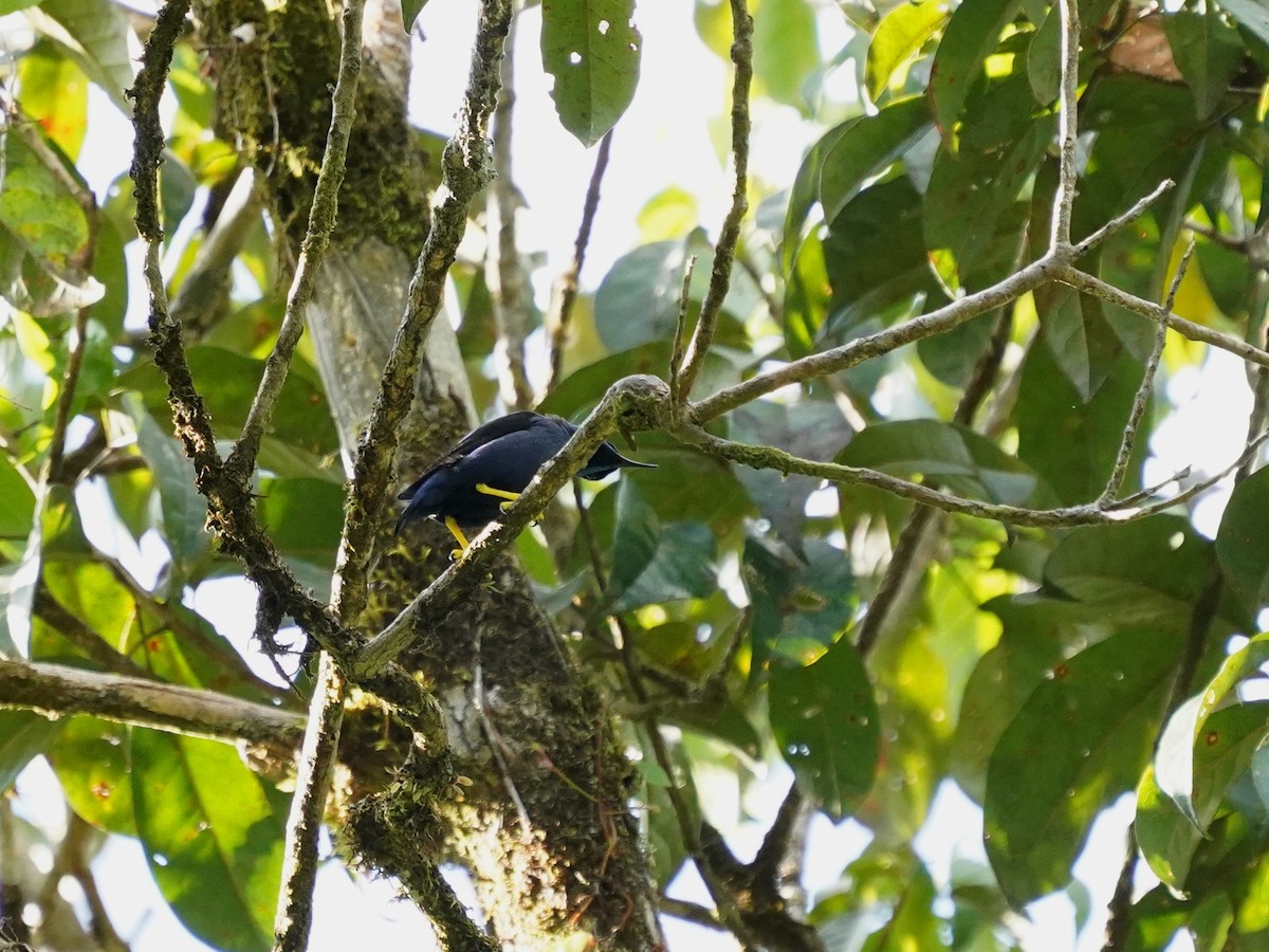 Purple Honeycreeper - ML644388943