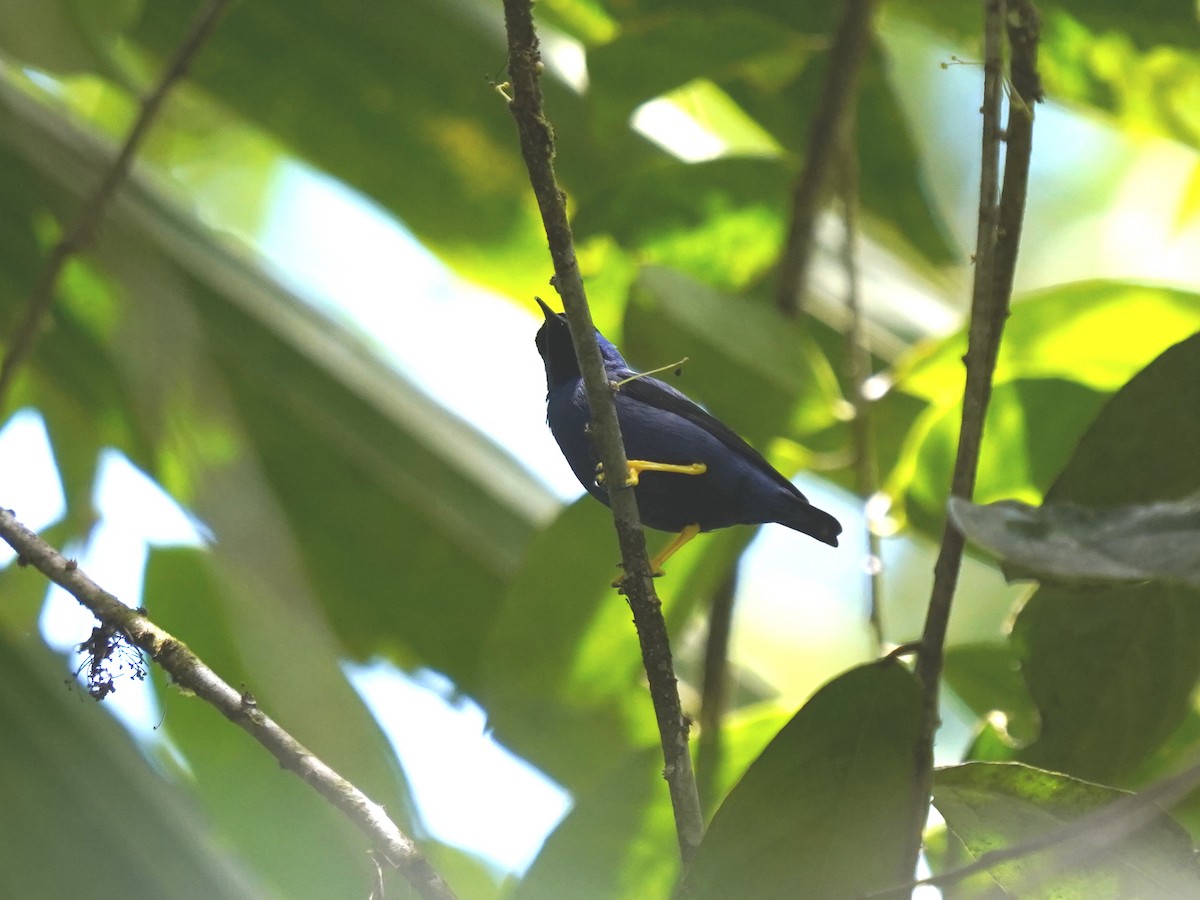 Purple Honeycreeper - ML644388944