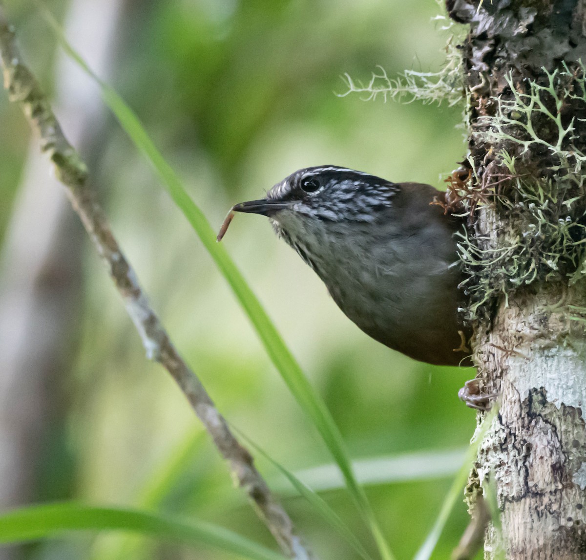 Hermit Wood-Wren - ML644388959