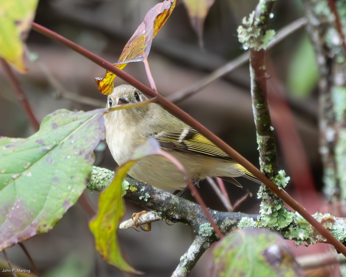 rubinfuglekonge - ML644388962