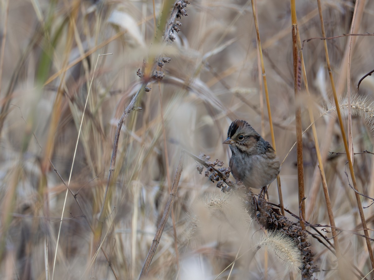 Swamp Sparrow - ML644388968