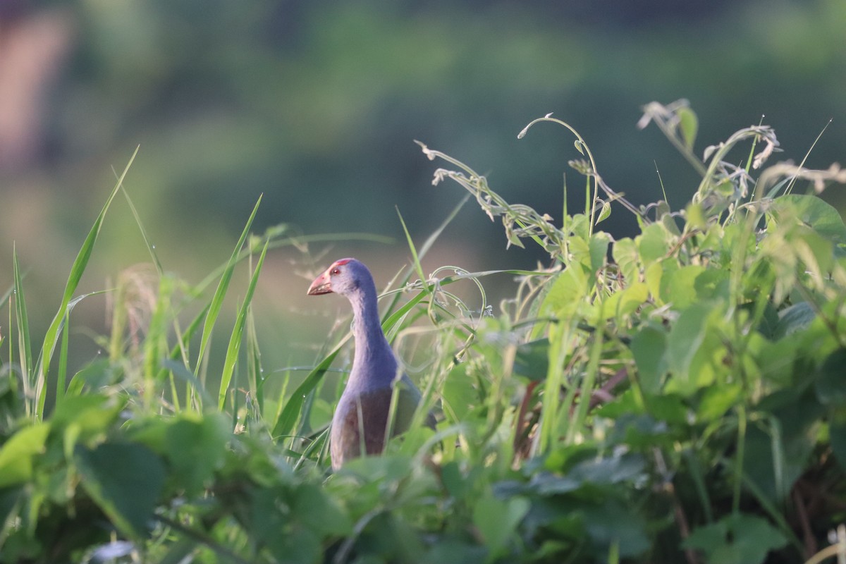 bleksultanhøne - ML644388971