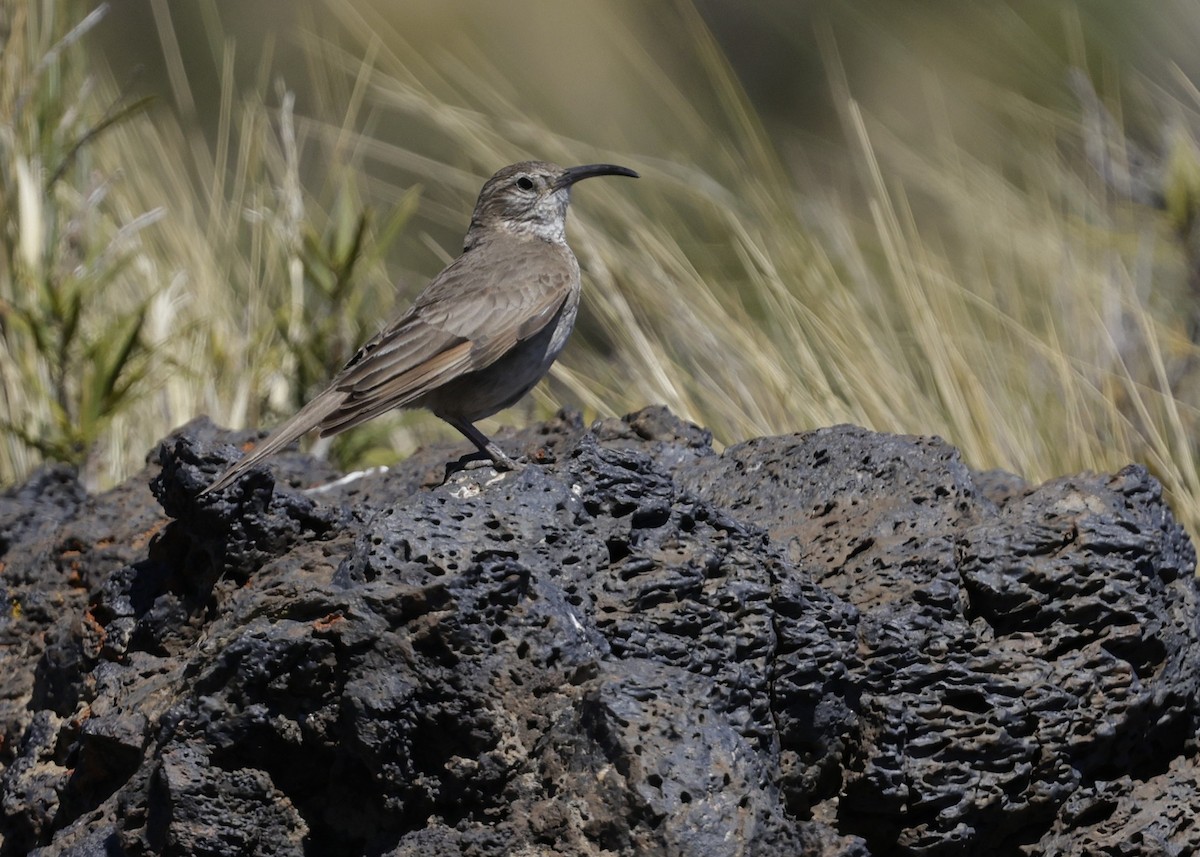 Scale-throated Earthcreeper - ML644388982