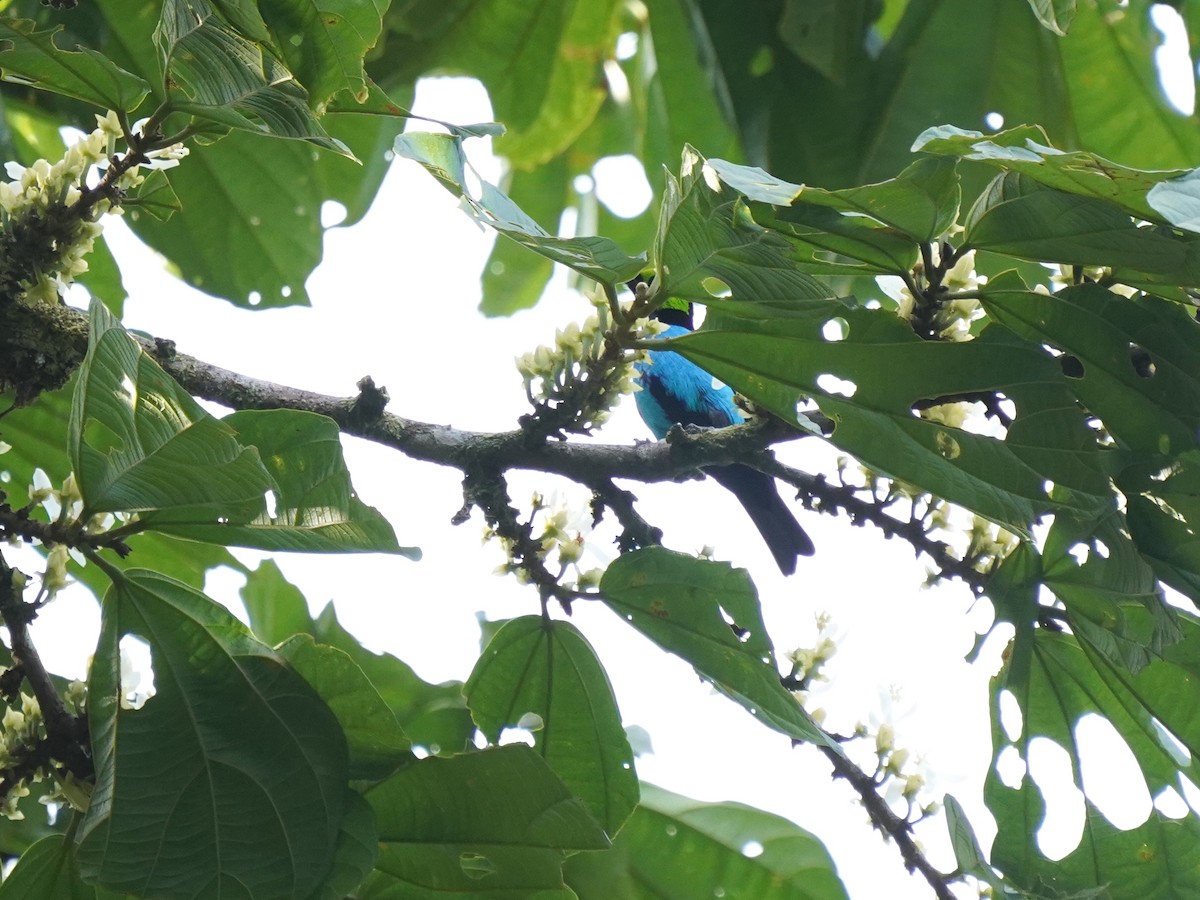 Paradise Tanager - ML644388989