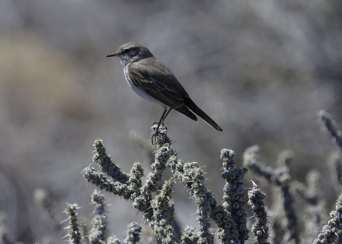 コバシイワタイランチョウ - ML644388992