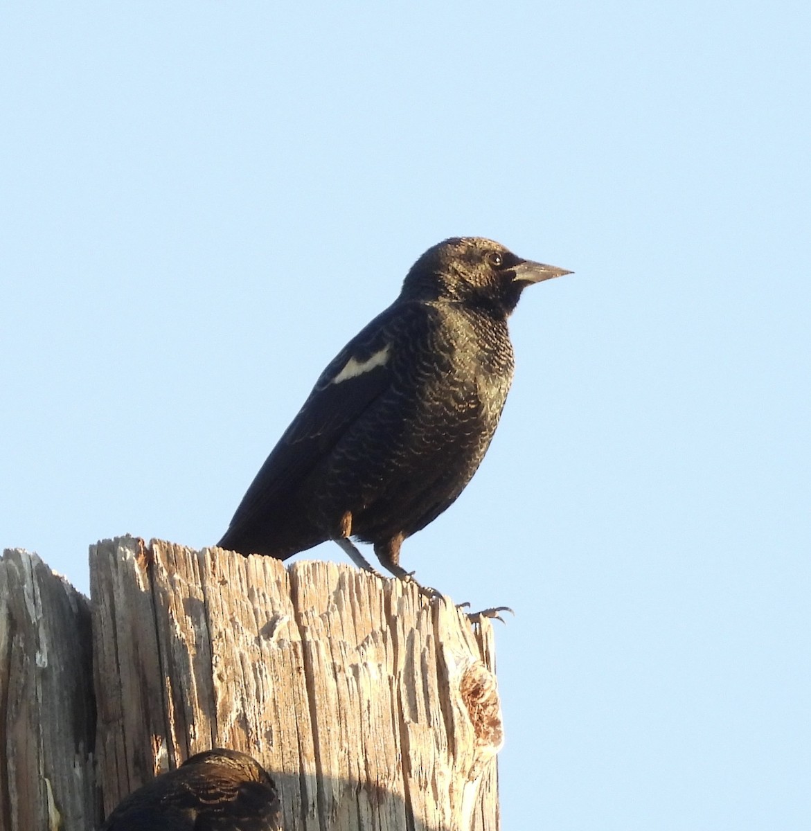 Tricolored Blackbird - ML644388996