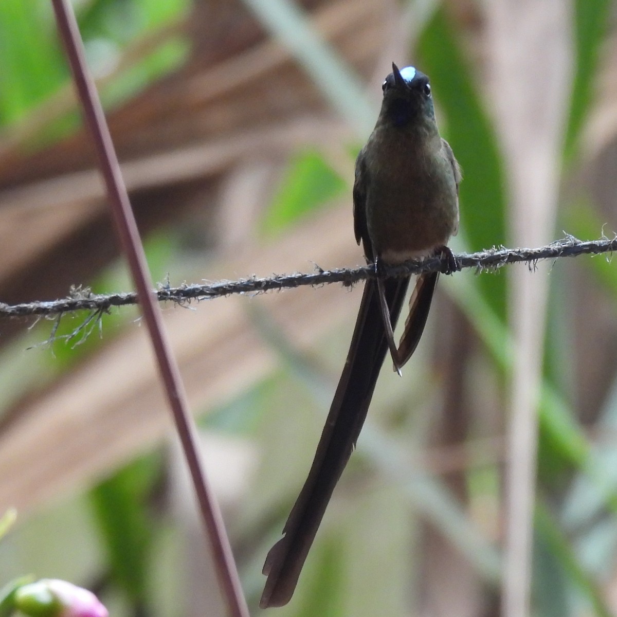 Violet-tailed Sylph - ML644388999