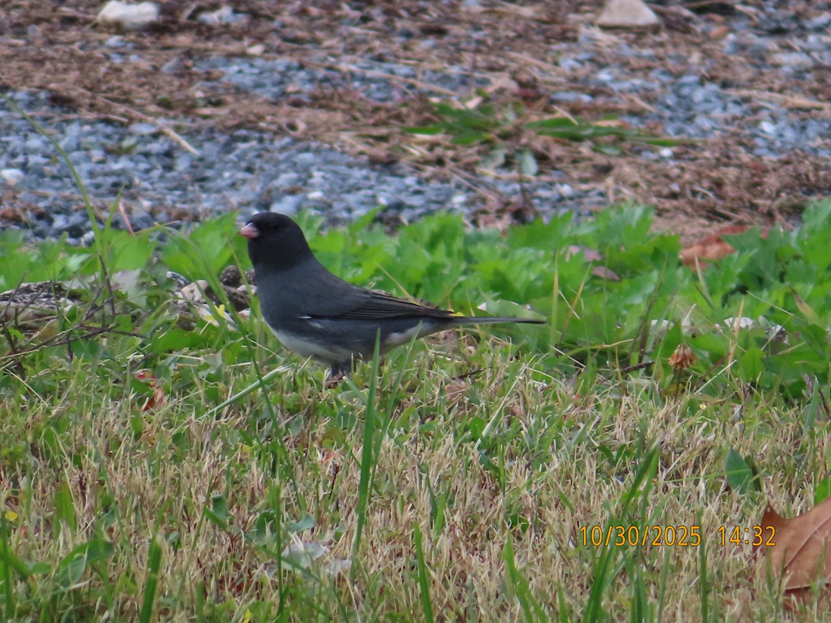 vinterjunko - ML644389006