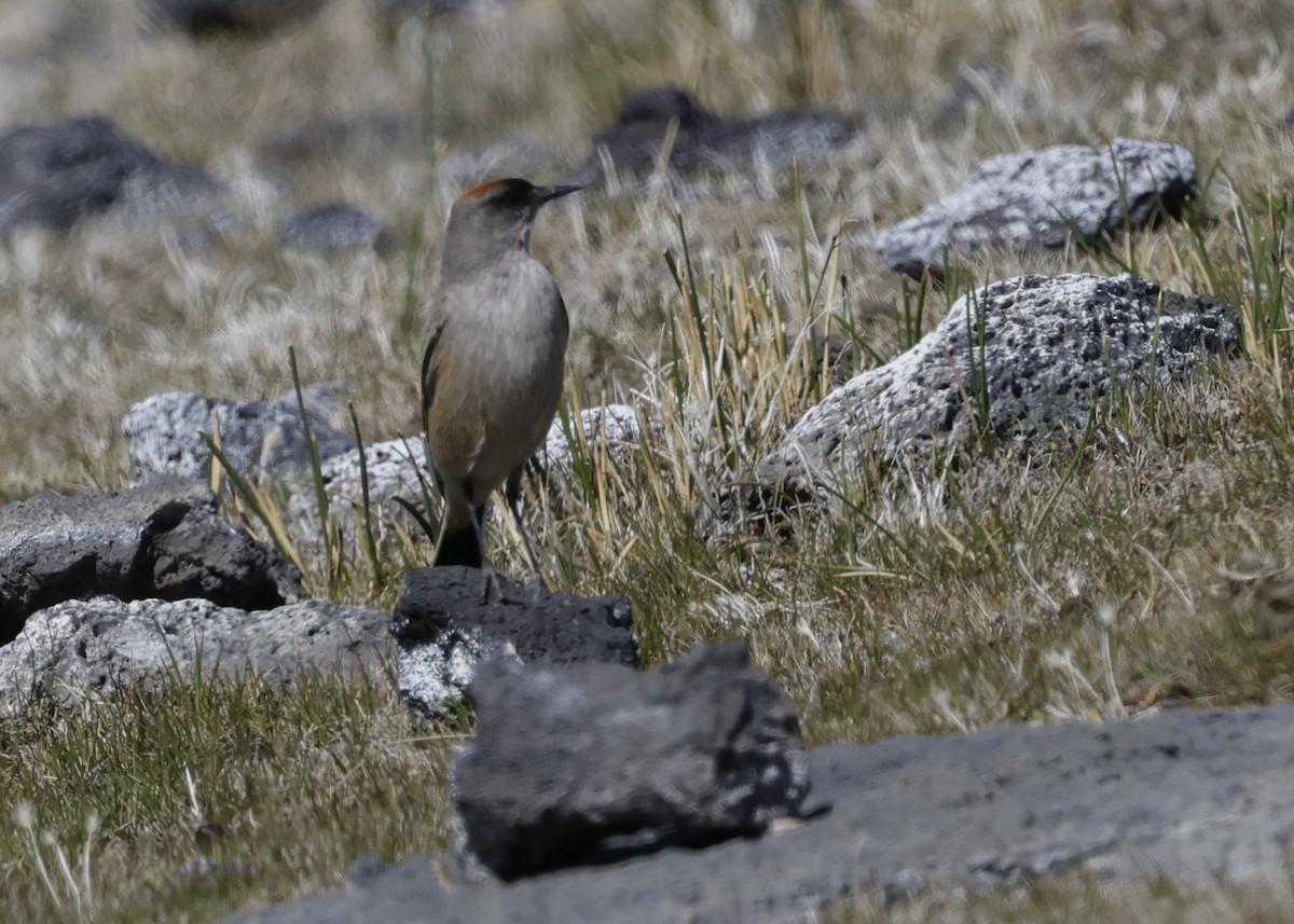 チャバライワタイランチョウ - ML644389007