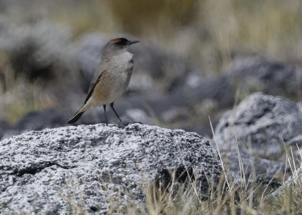 チャバライワタイランチョウ - ML644389008