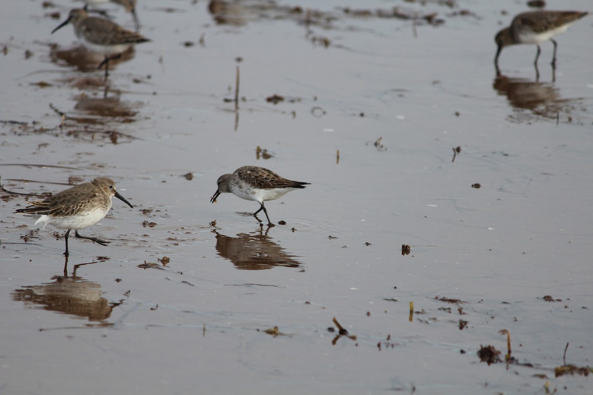 White-rumped Sandpiper - ML644389014