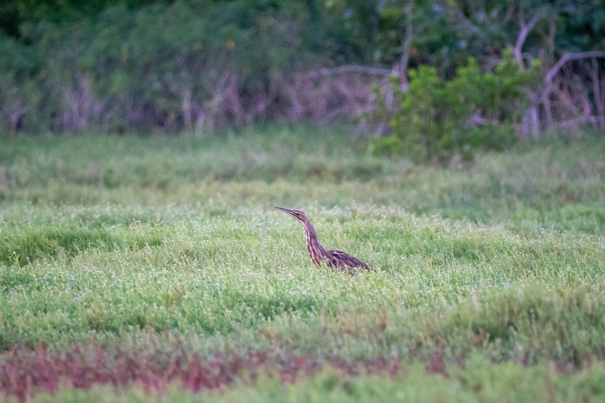 American Bittern - ML644389020