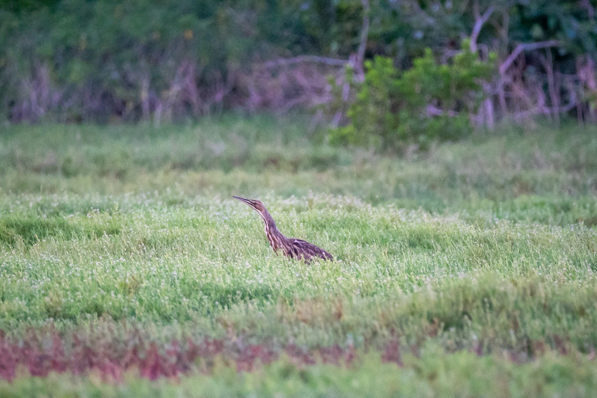 American Bittern - ML644389021