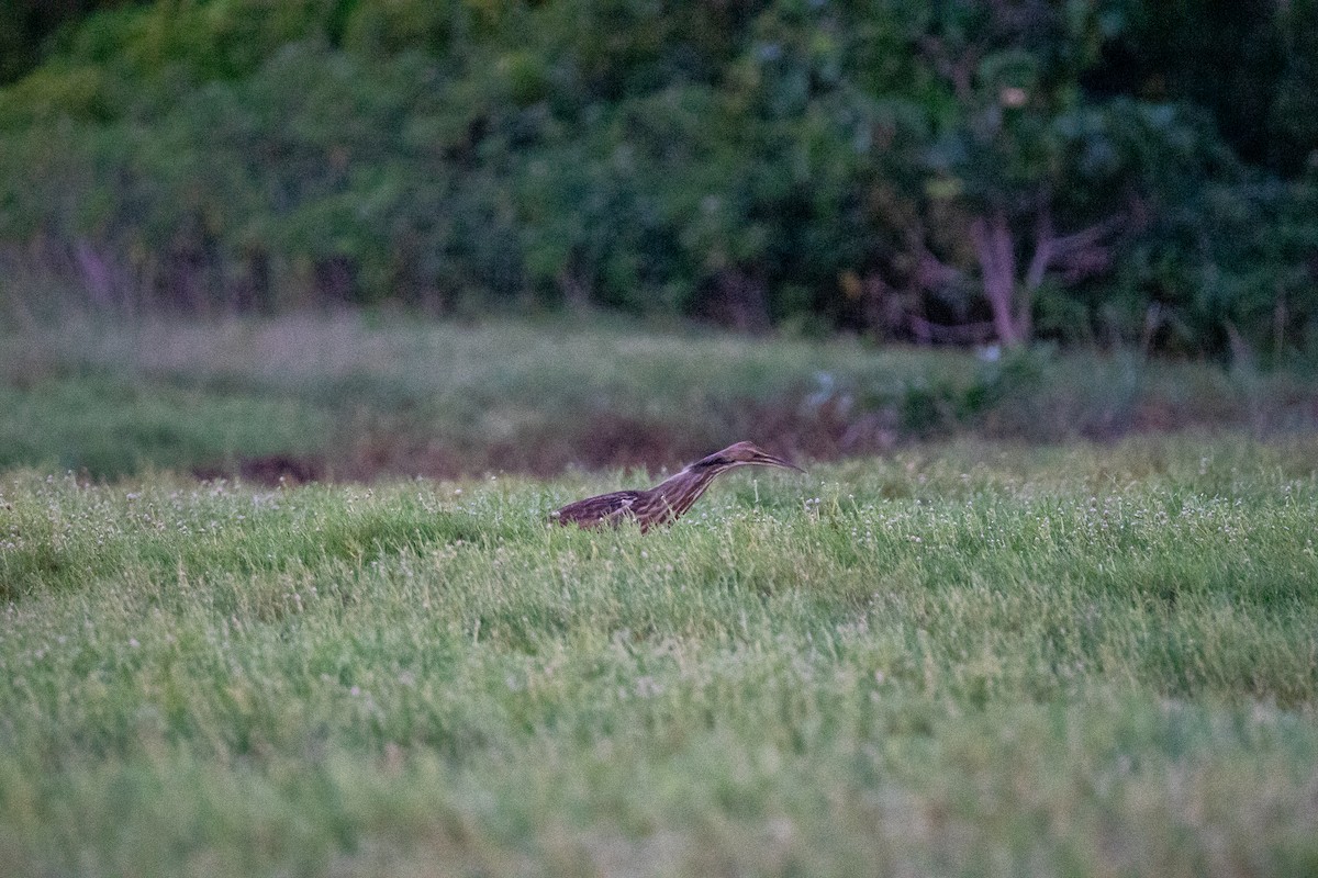 American Bittern - ML644389022